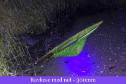 Ravlygte