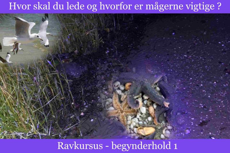 Professionelle Ravlygter til Ravjagten