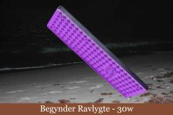 Ravlygte
